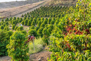 California coffee farm, tasting events, harvesting events, farm tours, agritourism, things to do in Ventura County, Unique Gifts, specialty coffee, luxury, farm events, fun things to do in Ventura County, Los Angeles County, Santa Barbara County