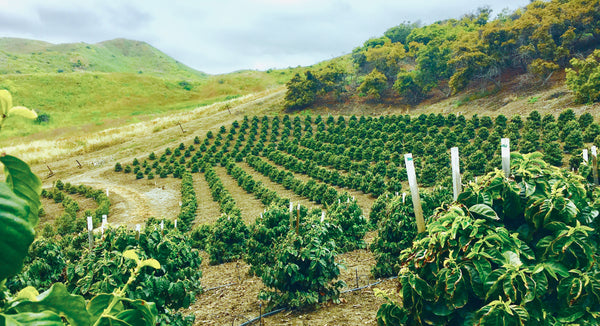 California coffee farm, tasting events, harvesting events, farm tours, agritourism, things to do in Ventura County, Unique Gifts, specialty coffee, luxury, farm events, fun things to do in Ventura County, Los Angeles County, Santa Barbara County